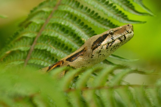 Arenal Butterfly Garden - Rainforest Guided Tour Ecocentro Danaus