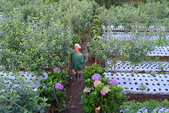 Around Bromo Farming Experience