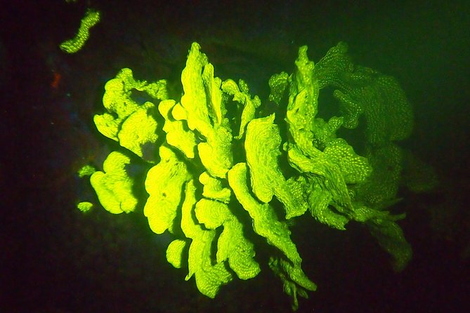Aruba 1-Tank Guided UV Night Dive for Certified Divers With Own Equipment - Good To Know