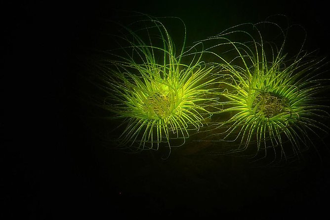 Aruba 1-Tank Guided UV Night Dive for Certified Divers With Rental Equipment - Good To Know