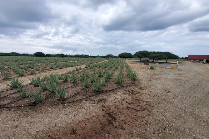 Aruba Half Day Private Tour