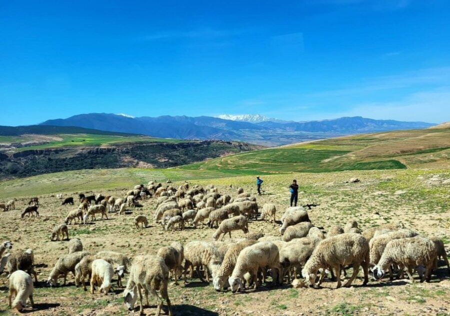Atlas Mountains: Berber Villages, Waterfalls & Camel Ride
