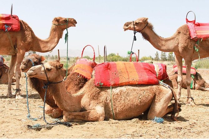 Atlas Mountains Day Tour to Agafay With Camel Ride - Good To Know