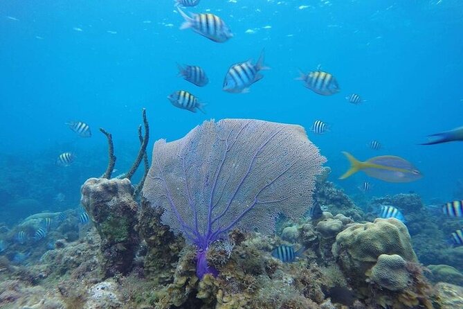 ATV, Dunn's River Falls & Catamaran Party Cruise With Snorkeling