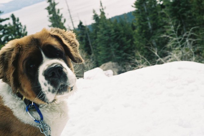 ATV or Snow Mobile & Snowshoe Winter Adventures From Reno