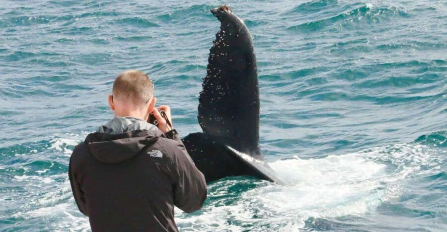 Augusta: Whale Watching Tour