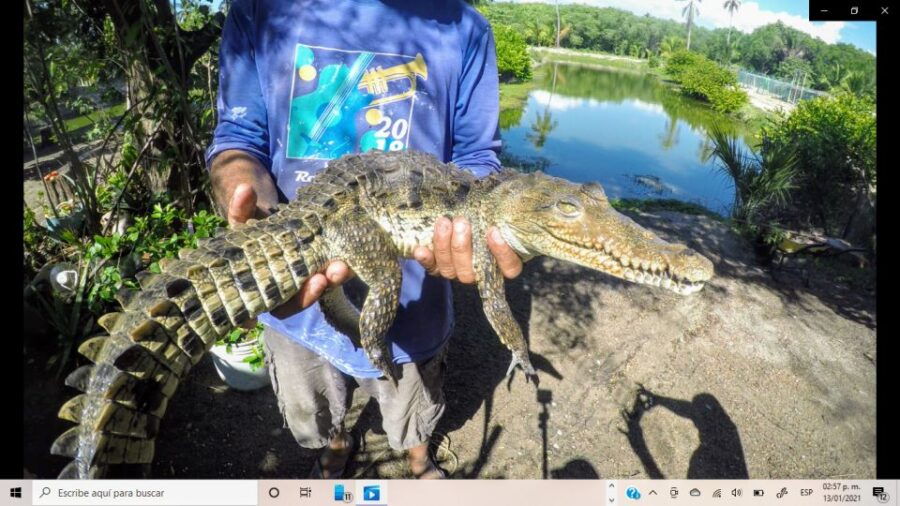 .Baby Turtle Release, Lagoon Boat Ride, and Crocodile Farm - Good To Know