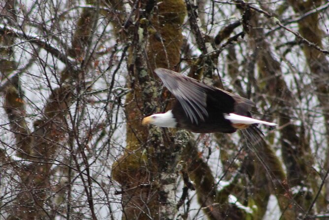 Bald Eagles Nesting Area Tour at Skagit River