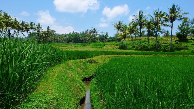 Bali Bintang Rafing - Ayung River White Water Rafting - Experience Details