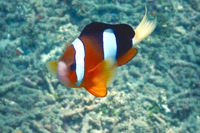 Bali Snorkeling At Blue Lagoon Padang Bai - Good To Know