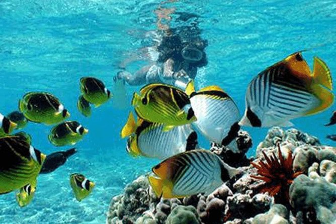 Bali Snorkeling Blue Lagoon and Tanjung Jepun All Included - Good To Know