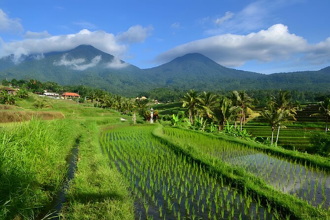 Bali Tour-Packages 5 Days: Explore The Highlight of Bali Island - Overview of Bali Tour-Packages 5 Days