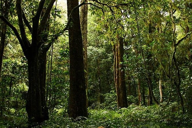 Bali Trekking Tour Into the Jungle of Tamblingan Forest and Canoeing - Good To Know