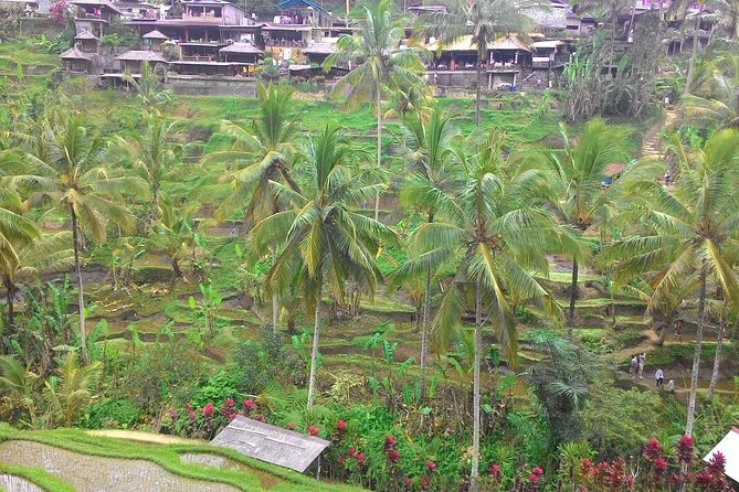 Bali Ubud and Kintamani Tour