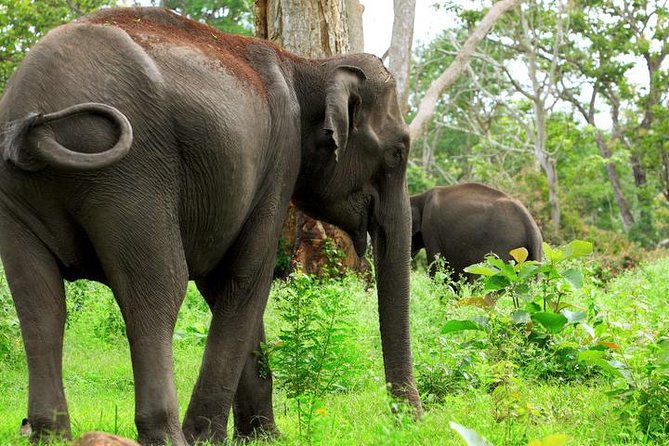Bandipur Sanctuary Tigers & Elephants