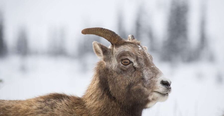 Banff: Best of Banff Nature Walk – 2hrs
