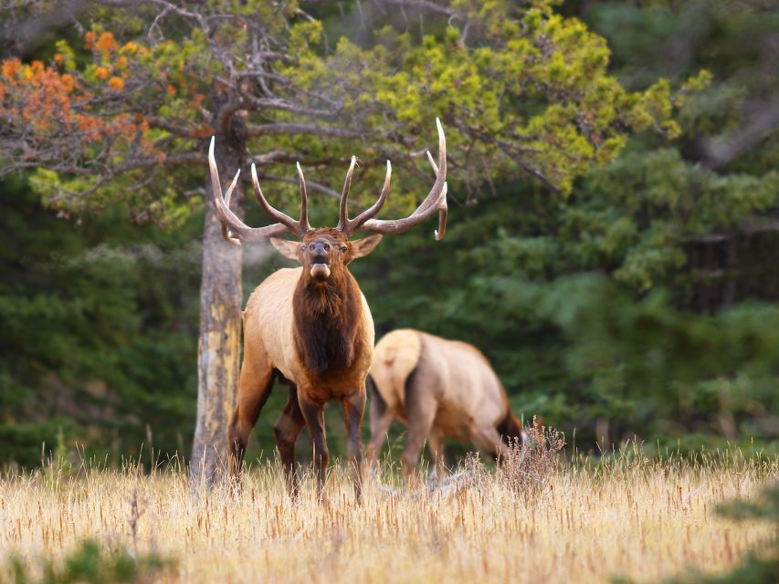 Banff: Evening Wildlife Safari Guided Tour - Good To Know