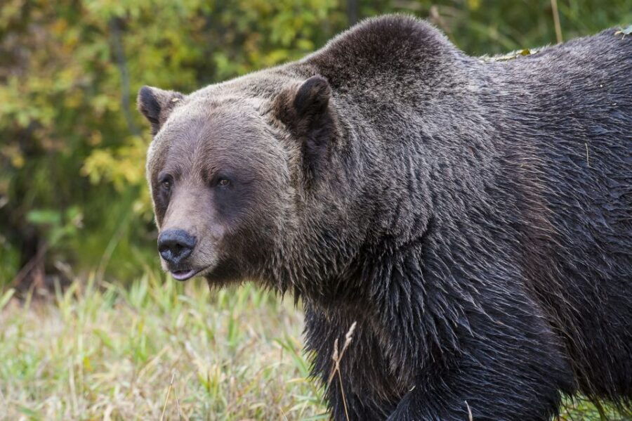 Banff: Grizzly Bear Refuge Tour With Lunch - Good To Know