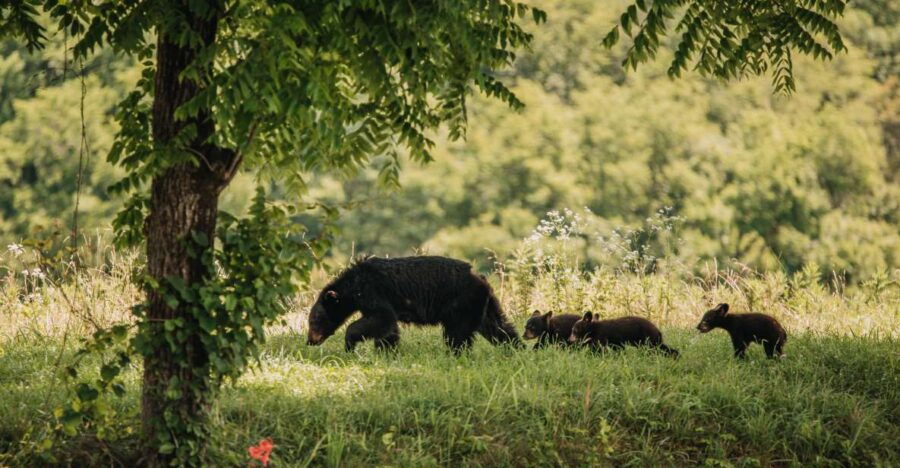Banff: Highlights and Wildlife Group Tour - Good To Know