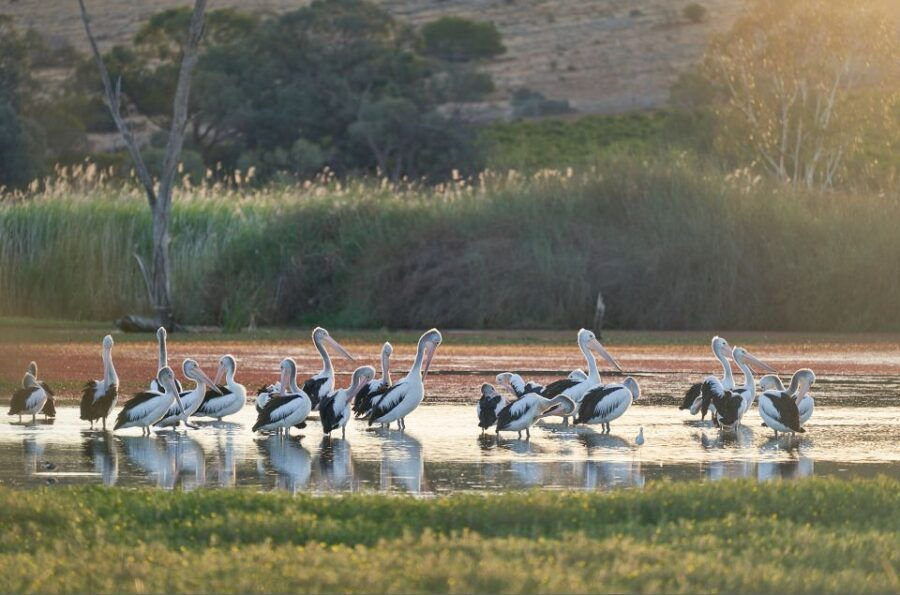 Banrock Station: Wetlands Vista Picnic With Wine