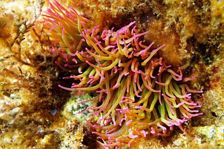 Barcelona: Costa Brava Kayak & Snorkel Tour With Lunch - Good To Know