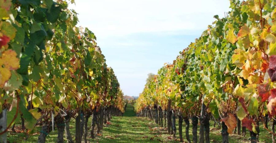 Barcelona: Private E-Bike Tour and Wine Tasting - Good To Know