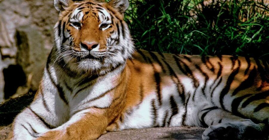 BARDIA NATIONAL PARK SAFARI। BENGAL TIGER।SINCE 1988।7DAYS - Good To Know