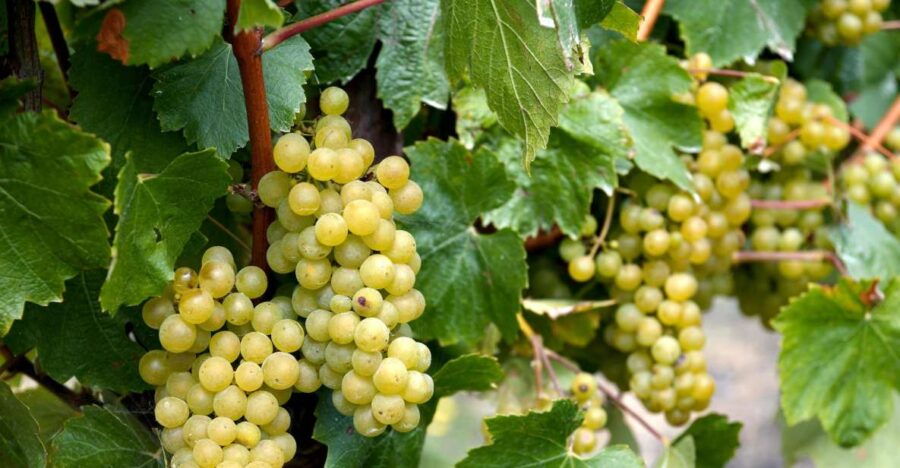 Basel’s Cheese, Wine, and Vineyard Visit Private Tour