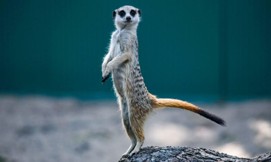 Batemans Bay: Mogo Wildlife Park Entry Ticket
