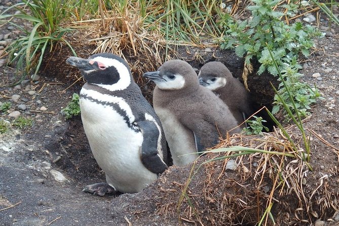 Beagle Channel Navigation Penguin Colony