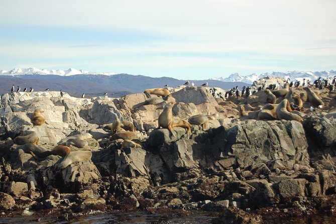 Beagle Channel Navigation – Sea Lions Island