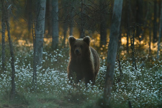 Bear and Cubs Photography - Good To Know