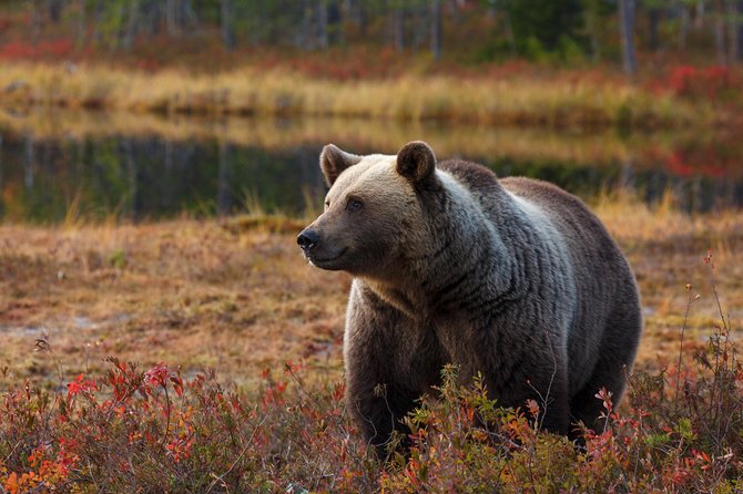 Bear Photography on Autumn - Good To Know