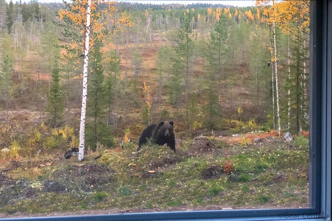 Bear Watching, Evening Trip - Good To Know