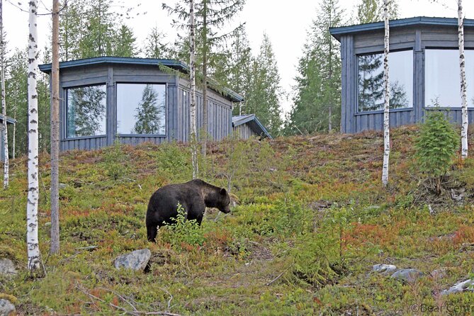 Bear Watching in Luxury Cabin - Good To Know