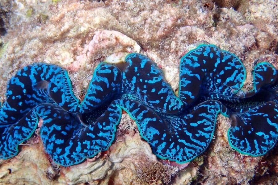 Beaver Reef & Dunk Island Xpedition Cairns Day Return - Good To Know