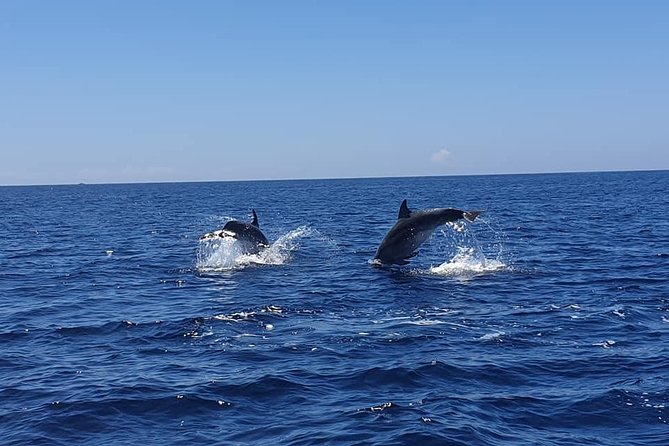 Become a Dolphin Protector! Lisbon Eco-Dolphin Watching - Good To Know