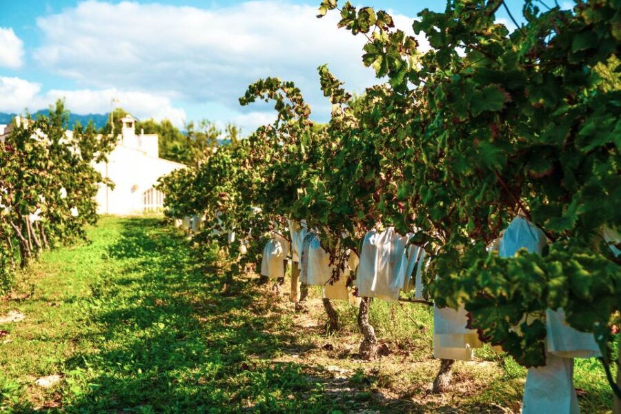 Benidorm: Private City Highlights Tour With Wine Tasting - Good To Know
