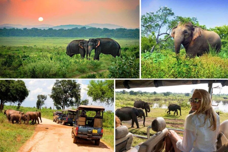 Benthota To Udawalawe National Park Safari Tour - Good To Know