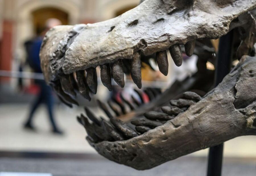 Berlin: Natural History Museum Ticket and Audio Tour (ENG) - Good To Know