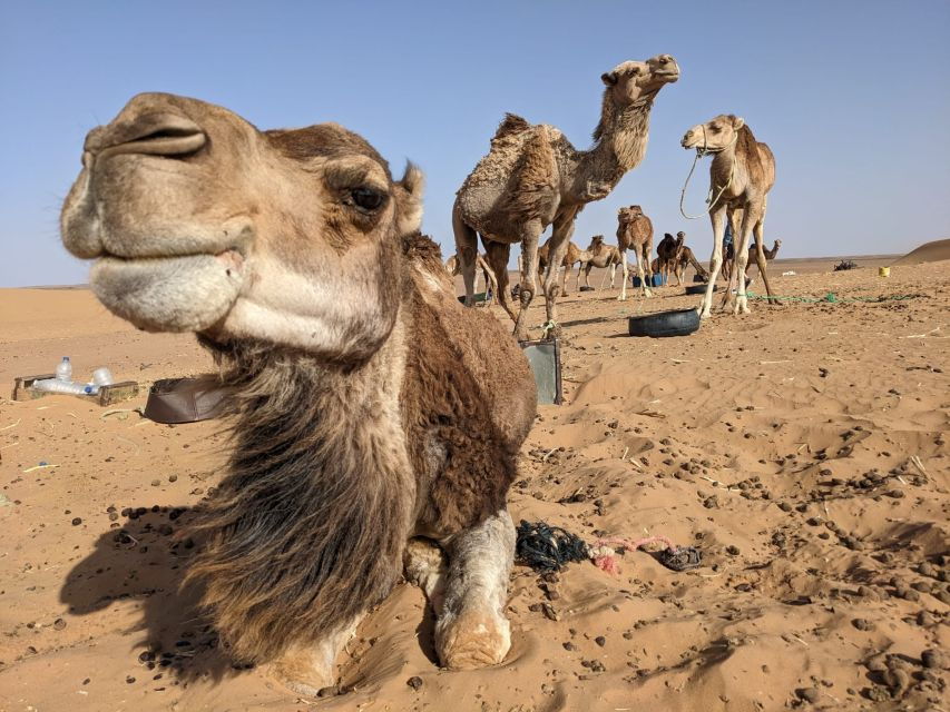 Best 2-Day Group or Private Tour to Merzouga Desert Form Fes - Good To Know