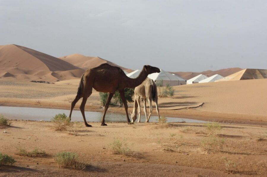 Best 4 Day Desert Round Tour From Marrakech