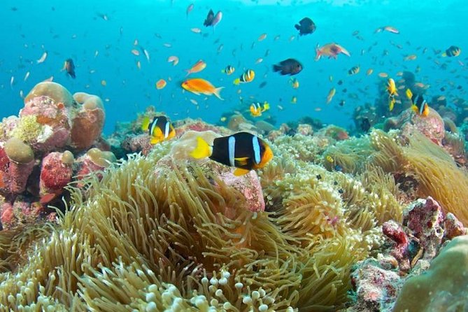 Best Blue Lagoon Snorkeling and Tegenungan Waterfall