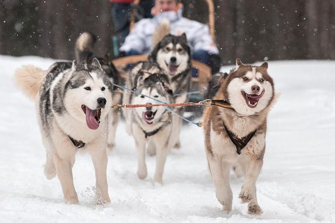 Best Husky Private Tour Rovaniemi - Good To Know