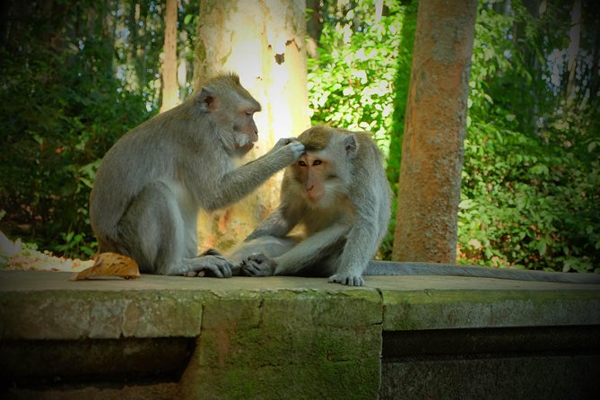 Best of Bali Half Day Tour: Monkey Forest & Tanah Lot Sunset (All Inclusive) - Good To Know
