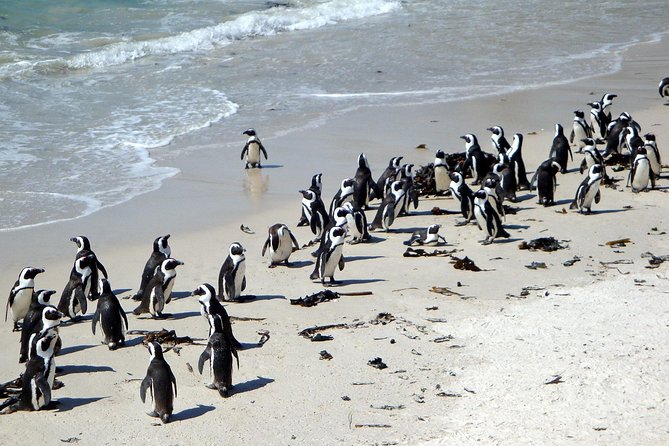 Best of Cape 3-Day Attraction Tour:Arme Helicopter &Cape Peninsula& Wine Tasting