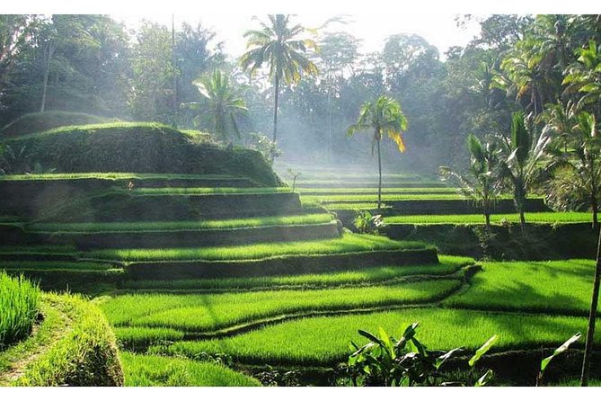 Best of Ubud Tour Package ( Private Tour) - Good To Know