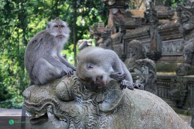 Best of Ubud Tour With Waterfall, Rice Terraces & Monkey Forest Including Lunch - Good To Know