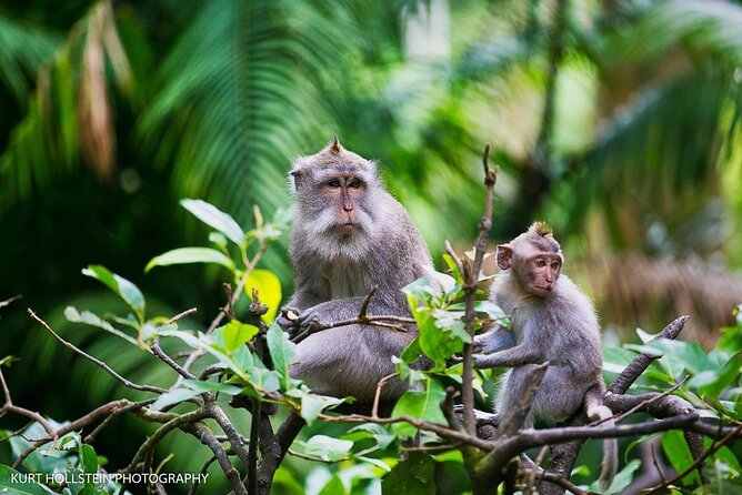 Best of Ubud With Monkey Forest, Rice Terrace, Temple, Waterfall - Good To Know