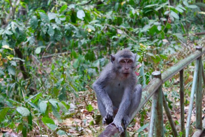 Best Sendang Gile and Tiu Kelep Waterfalls Tour